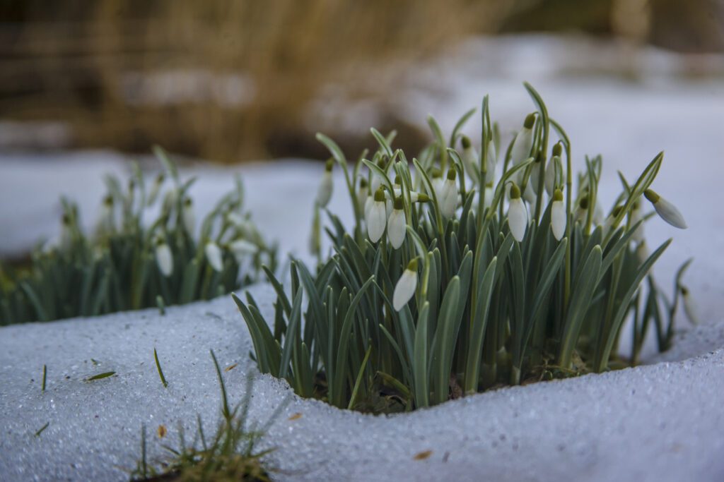 Snow drops huddled together with snow all around