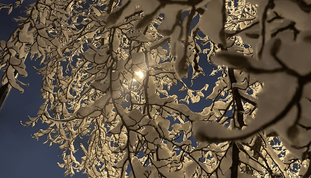 snowy branches of a tree