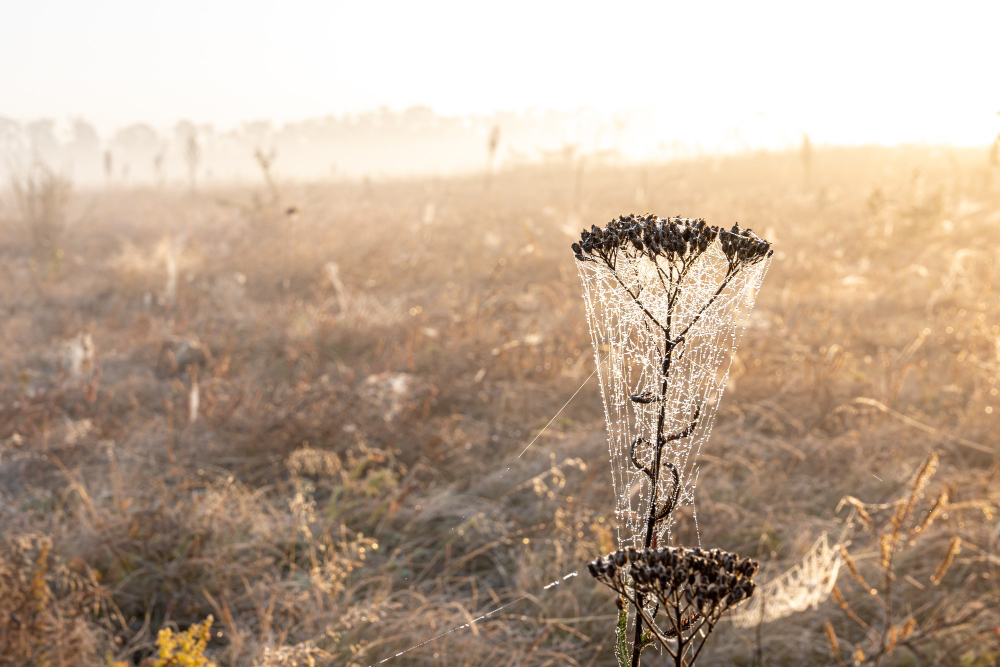 Cobwebbed and dewy dry flower stock on misty field