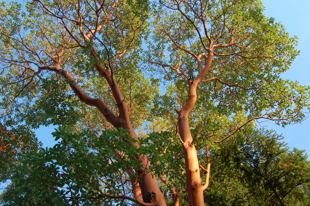 Galiano Community School (SD64): a neurodiversity-informed policy critique