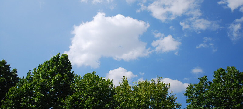 trees and clouds