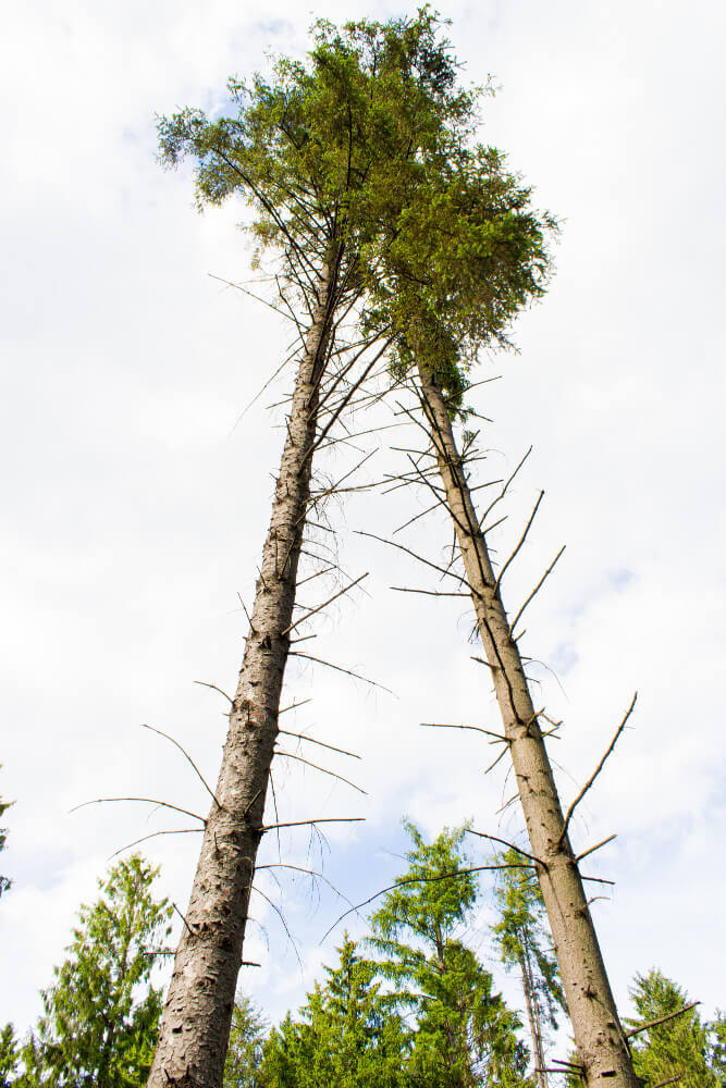 Two tall trees with bare trunks and sparse branches, green crowns visible high above against a pale sky, viewed from below.