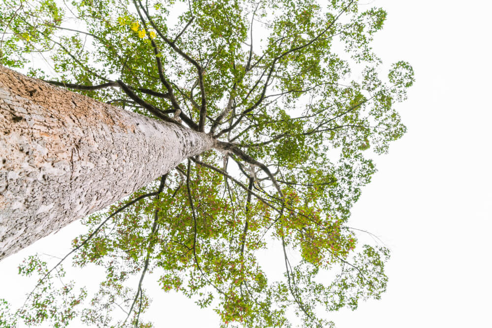tree towering above