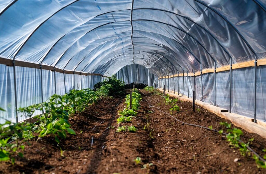 Greenhouse