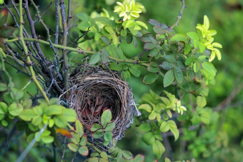 empty nest