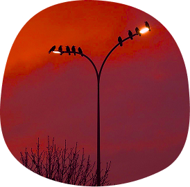 Crows on lamp post